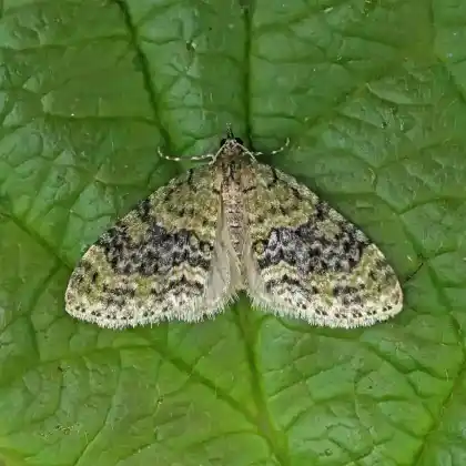 Foto von Grünlicher Gebüsch-Lappenspanner (Acasis viretata)