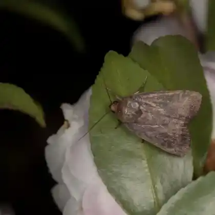 Foto von Tiefschwarze Glanzeule (Amphipyra livida)