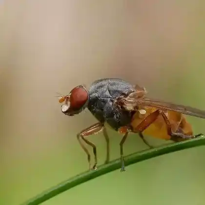 Foto von Gemeine Baumsaftschwebfliege (Brachyopa pilosa)