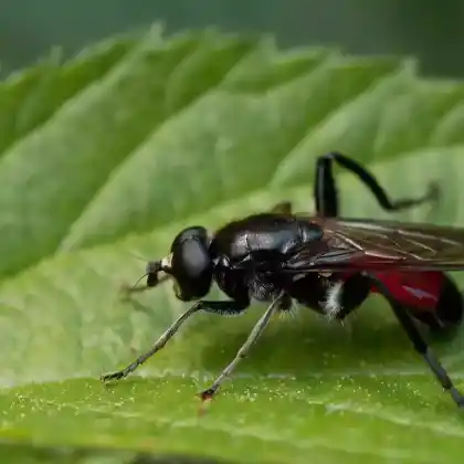 Foto von Rote Holzmulmschwebfliege (Brachypalpoides lentus)
