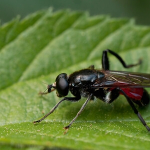 Braune Mulmschwebfliege