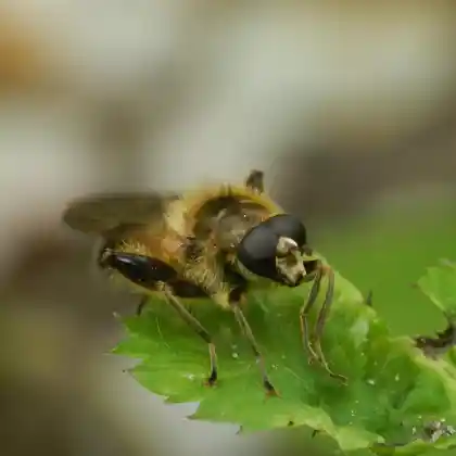 Foto von Braune Mulmschwebfliege (Brachypalpus laphriformis)