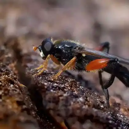 Foto von Große Faulholzschwebfliege (Chalcosyrphus femoratus)