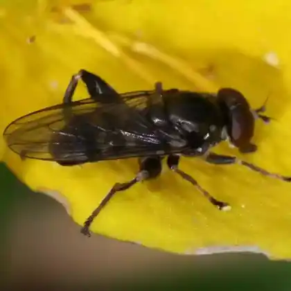 Foto von Kurze Langbauchschwebfliege (Chalcosyrphus nemorum)