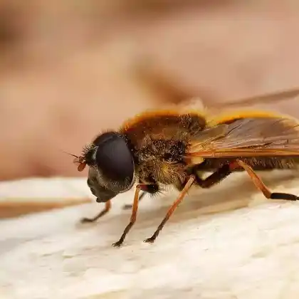 Foto von Weiden-Erzschwebfliege (Cheilosia albipila)