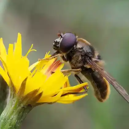 Foto von Korbblütler Erzschwebfliege (Cheilosia canicularis)