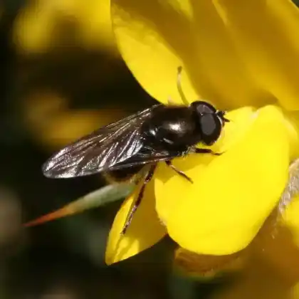 Foto von Dunkle Erzschwebfliege (Cheilosia carbonaria)