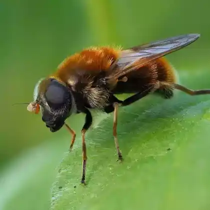 Foto von Pelzige Erzschwebfliege (Cheilosia chrysocoma)