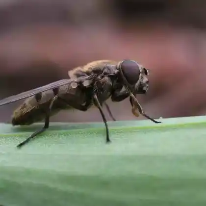 Foto von Bärlauch-Erzschwebfliege (Cheilosia fasciata)
