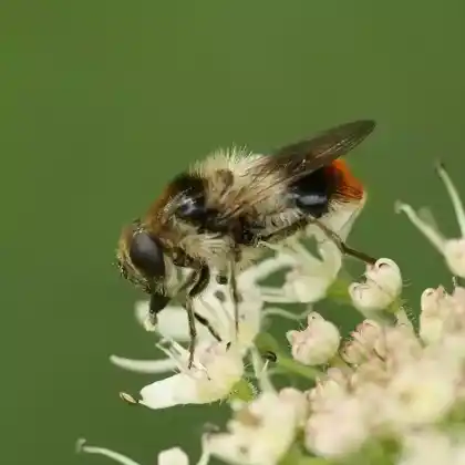 Foto von Bunte Erzschwebfliege (Cheilosia illustrata)