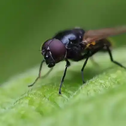 Foto von Gelbflügel-Erzschwebfliege (Cheilosia impressa)