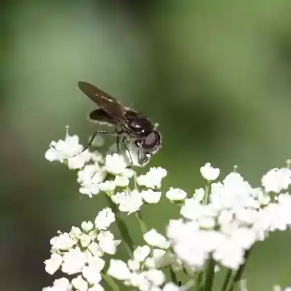 Foto von Kleine Erzschwebfliege (Cheilosia pagana)