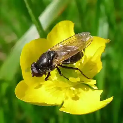 Foto von Hahnenfuß-Erzschwebfliege (Cheilosia ranunculi)