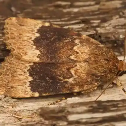 Foto von Gesäumte Glanzeule (Amphipyra perflua)