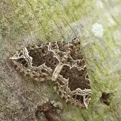 Foto von Sumpflabkraut-Blattspanner (Lampropteryx otregiata)
