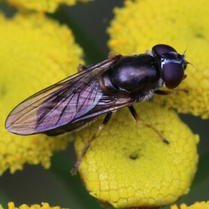 Pilz-Erzschwebfliege