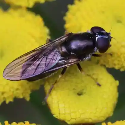 Foto von Pilz-Erzschwebfliege (Cheilosia scutellata)