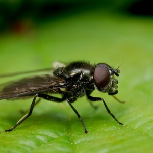 Gemeine Erzschwebfliege