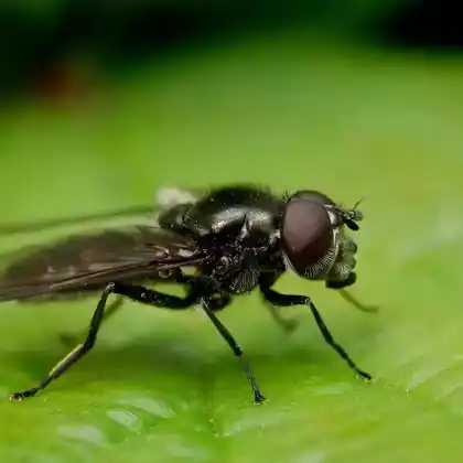 Foto von Gemeine Erzschwebfliege (Cheilosia variabilis)