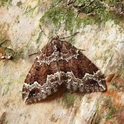 Foto von Rauchbrauner Labkraut-Blattspanner (Lampropteryx suffumata)