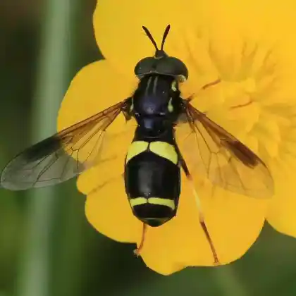 Foto von Zweiband-Wespenschwebfliege (Chrysotoxum bicinctum)