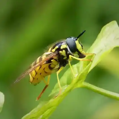Foto von Gemeine Wespenschwebfliege (Chrysotoxum cautum)