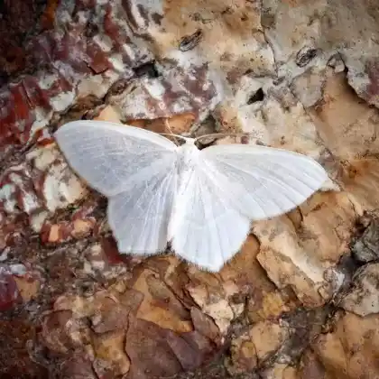 Foto von Obsthaineule (Lamprosticta culta)