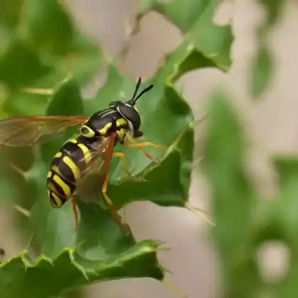Foto von Wespenschwebfliege (Chrysotoxum elegans)