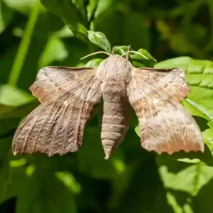 Foto von Pappelschwärmer (Laothoe populi)
