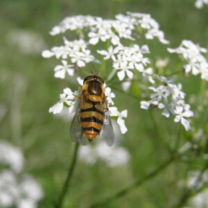 Gelbbein-Wiesenschwebfliege