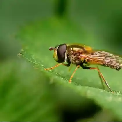 Foto von Zweiband-Wiesenschwebfliege (Epistrophe eligans)