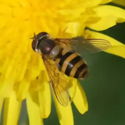 Foto von Große Wiesenschwebfliege (Epistrophe grossulariae)