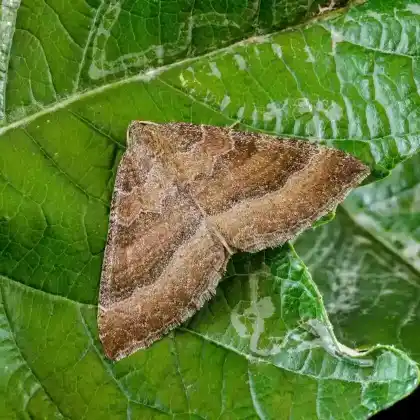 Foto von Malven-Blattspanner (Larentia clavaria)