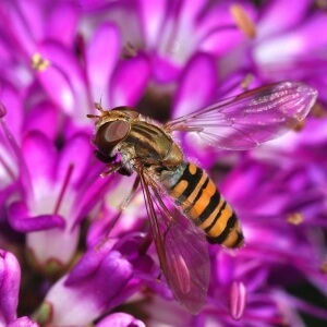 Hainschwebfliege