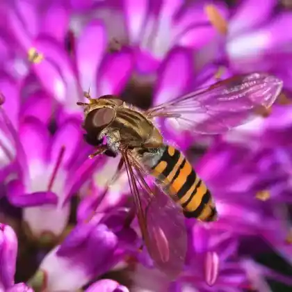Foto von Hainschwebfliege (Episyrphus balteatus)