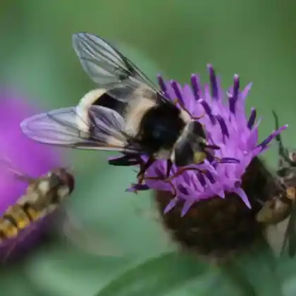 Foto von Bunte Pelzschwebfliege (Eriozona syrphoides)