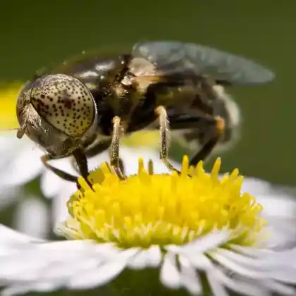 Foto von Glänzende Faulschlammschwebfliege (Eristalinus aeneus)