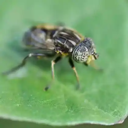 Foto von Matte Faulschlammschwebfliege (Eristalinus sepulchralis)