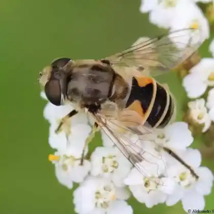 Foto von Kleine Keilfleckschwebfliege (Eristalis arbustorum)