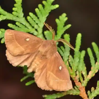 Foto von Kleespinner (Lasiocampa trifolii)