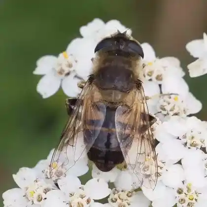 Foto von Mistbiene (Eristalis tenax)