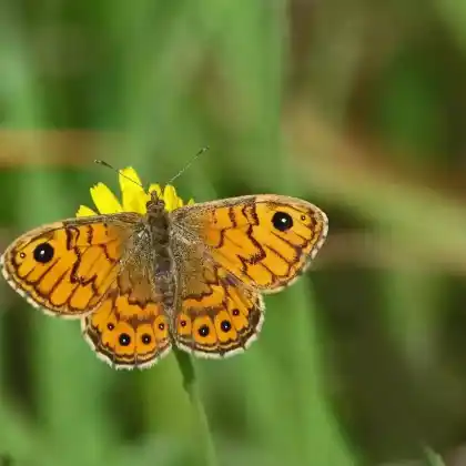 Foto von Mauerfuchs (Lasiommata megera)