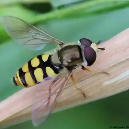 Foto von Gemeine Feldschwebfliege (Eupeodes corollae)