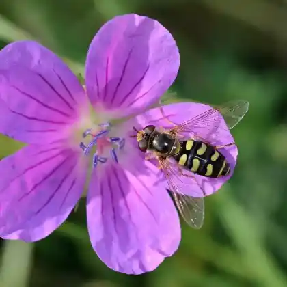 Foto von Mondfleck-Feldschwebfliege (Eupeodes luniger)