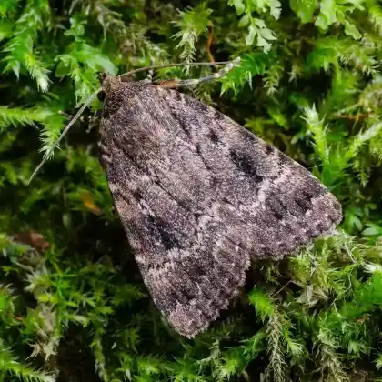 Foto von Pyramideneule (Amphipyra pyramidea)