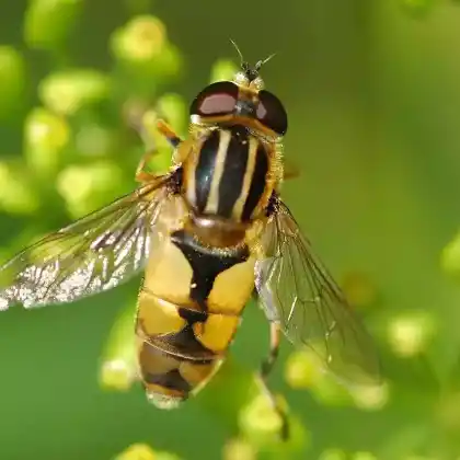 Foto von Helle Sumpfschwebfliege (Helophilus hybridus)