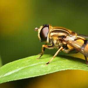 Gemeine Sumpfschwebfliege