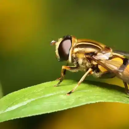 Foto von Gemeine Sumpfschwebfliege (Helophilus pendulus)