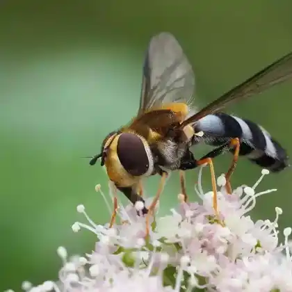 Foto von Blaue Breitbandschwebfliege (Ischyrosyrphus glaucius)