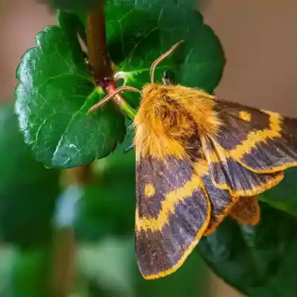 Foto von Habichtskraut-Wiesenspinner (Lemonia dumi)